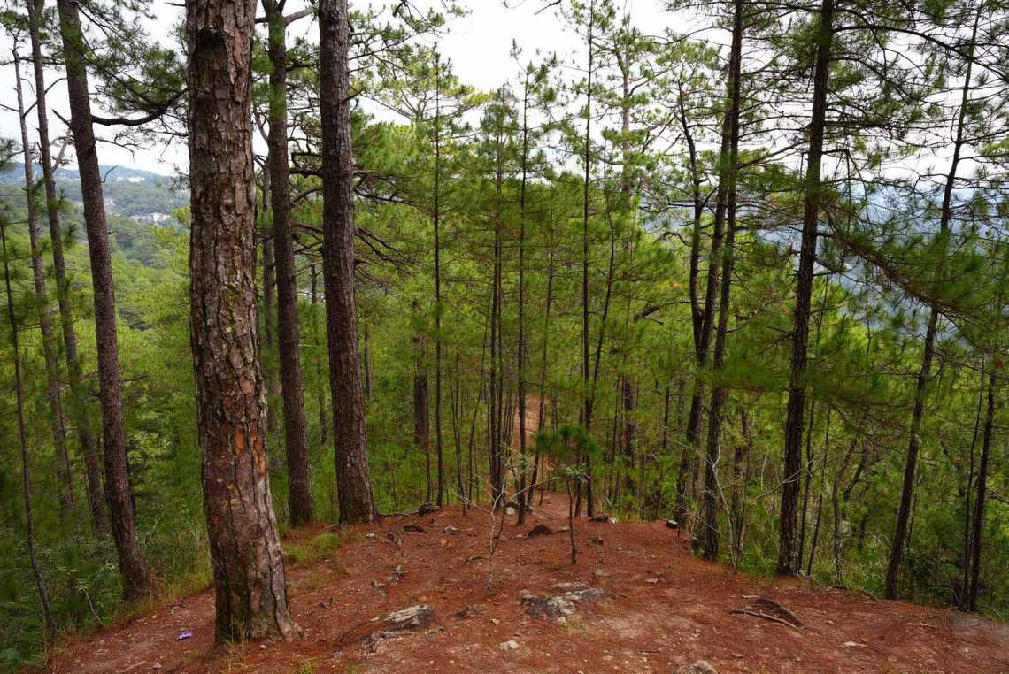 Camp john hay yellow trail